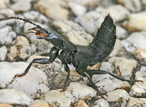 Ocypus sp.