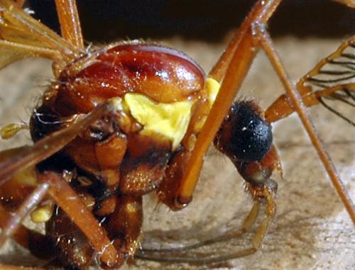 Réf. 226 : Ctenophora ornata