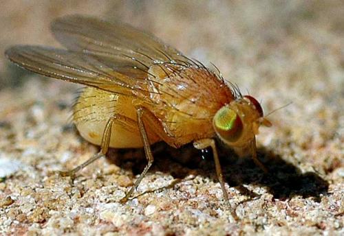 Réf. 406 : Sapromyza sp.