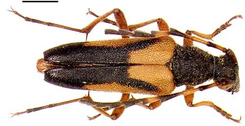 Réf. 359 : Stictoleptura stragulata