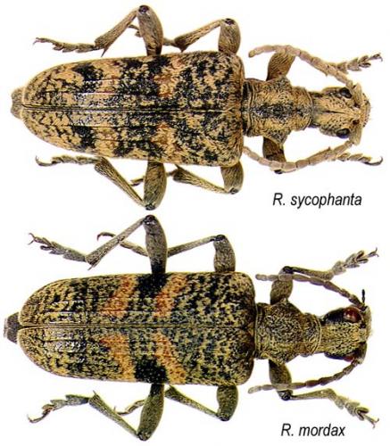 Rhagium divers