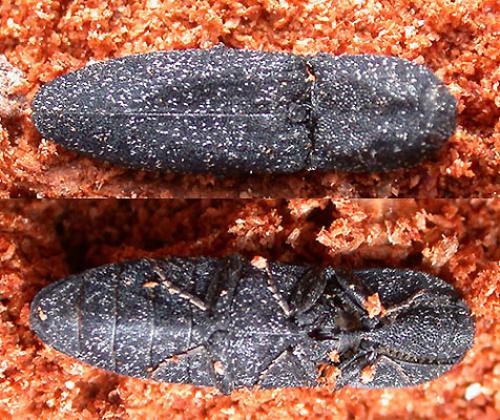 Réf. 718 : Lacon punctatus