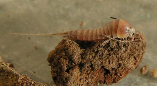 Dilta sp.