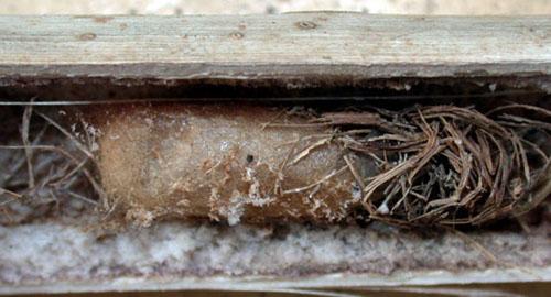 Isodontia mexicana