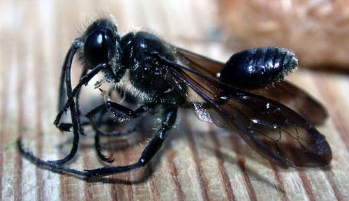 Isodontia mexicana