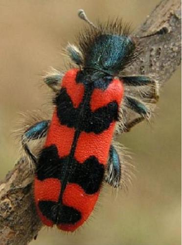 Réf. 104 : Trichodes alvearius