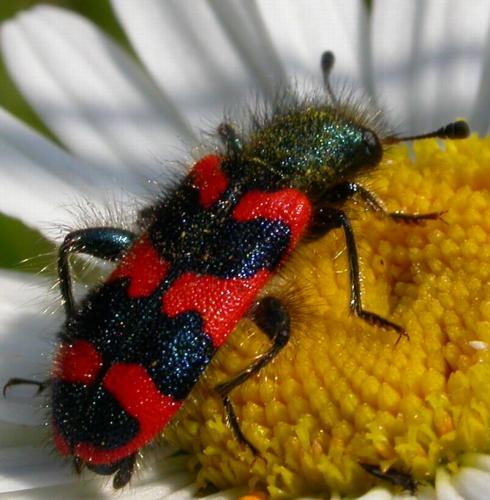 Réf. 704 : Trichodes alvearius
