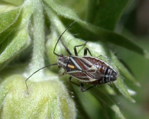 Horistus orientalis
