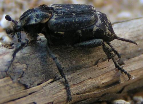 Valgus hemipterus