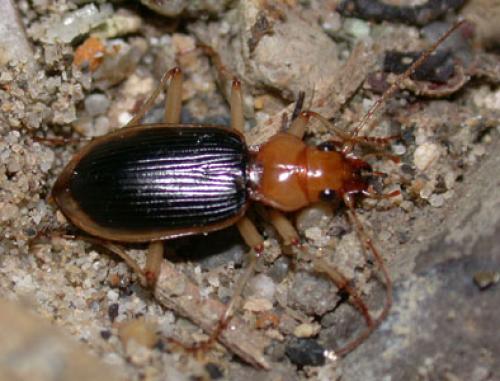 Nebria psammodes