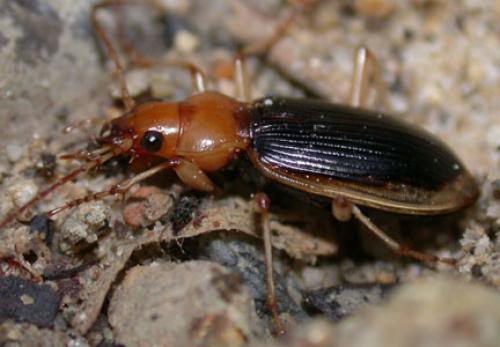 Nebria psammodes