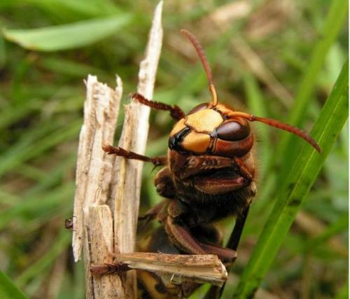 Réf. 118 : Vespa crabro
