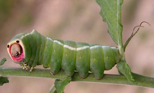 Cerura vinula