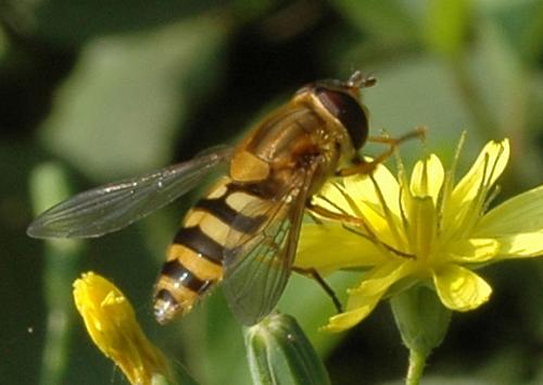 Syrphus ribesii