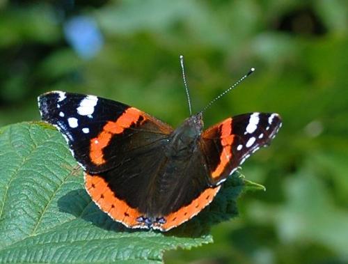 photo de papillon