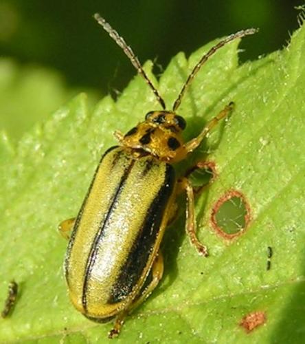 Réf. 159 : Xanthogaleruca luteola