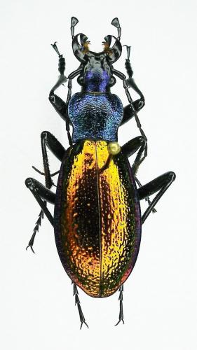 Carabus hispanus