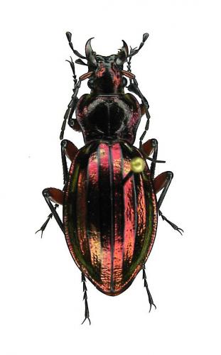 Réf. 1 775 : Carabus auronitens