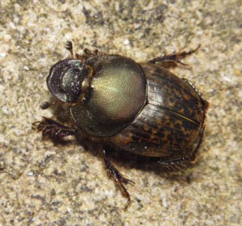 Réf. 1 785 : Onthophagus sp.