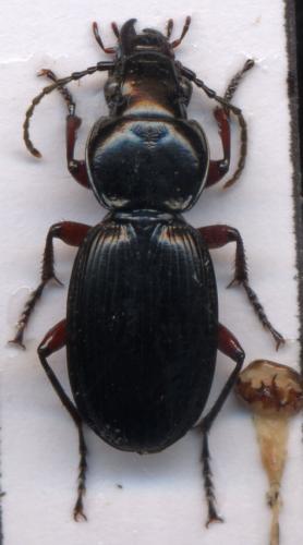 Réf. 1 455 : Pterostichus sp.