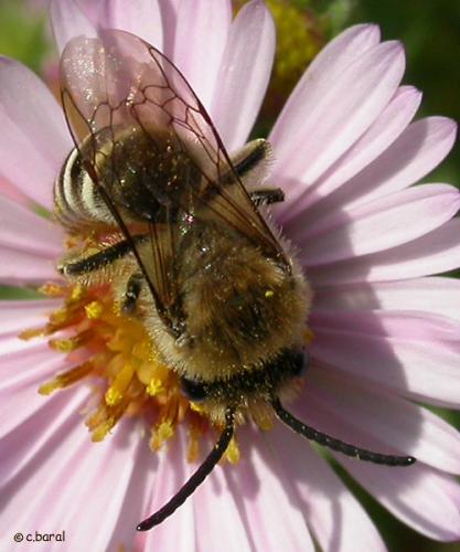 Colletes sp.
