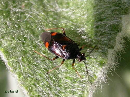 Réf. 1 070 : Deraeocoris ruber