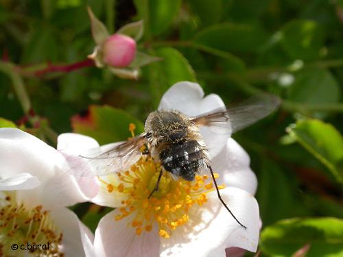 Réf. 1 727 : Bombylella atra