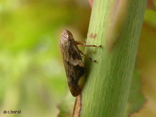 Aphrophora alni