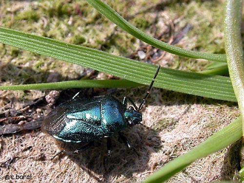 Zicrona caerulea