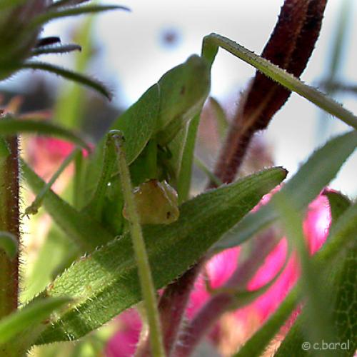Phaneroptera nana