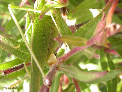 Phaneroptera nana
