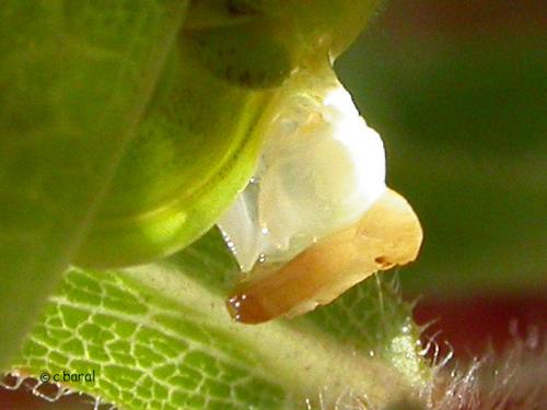 Phaneroptera nana