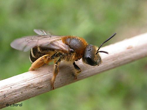 Halictus rubicundus
