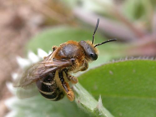 Halictus rubicundus