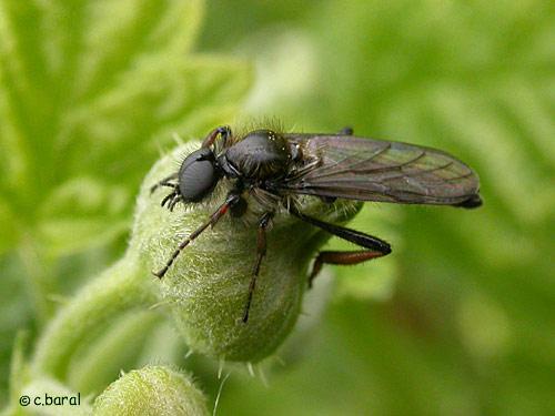 Bibio sp.