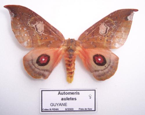 Réf. 1 872 : Automerula auletes