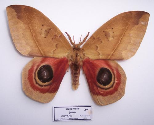 Réf. 1 854 : Automeris janus