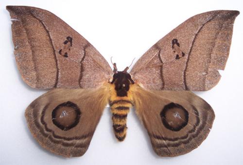 Réf. 1 843 : Automeris curvilinea
