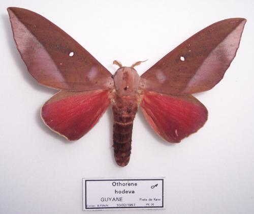 Réf. 1 848 : Othorene hodeva