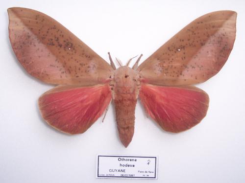 Réf. 1 849 : Othorene hodeva