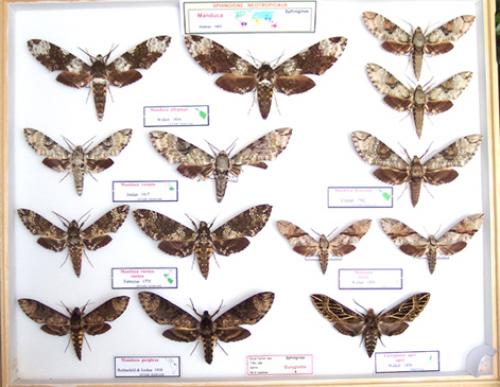 Manduca sp.