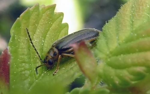 Xanthogaleruca luteola