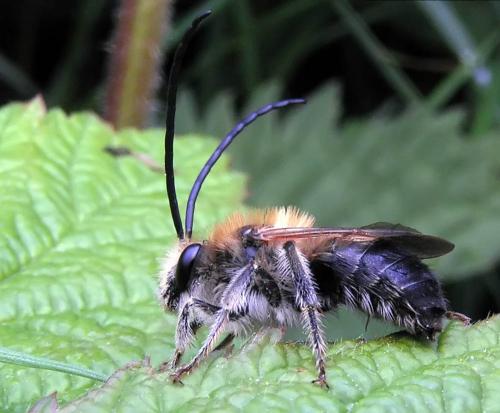 Réf. 1 990 : Eucera sp.