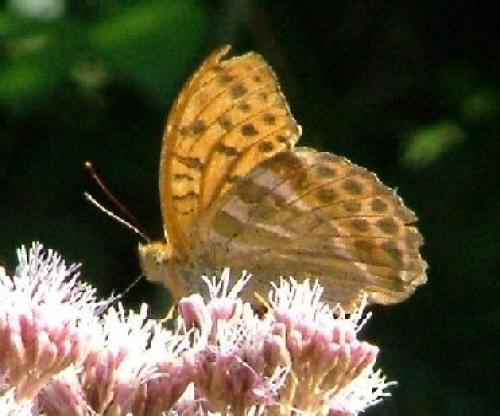 Argynnis paphia
