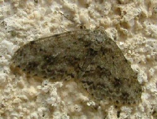 Ectropis crepuscularia