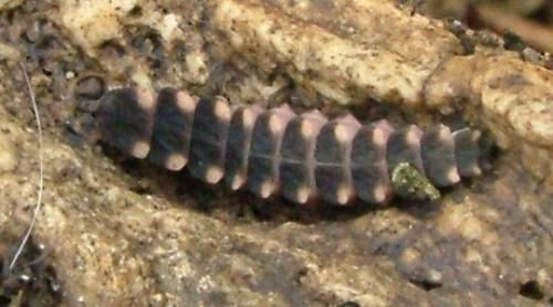 Lampyris noctiluca