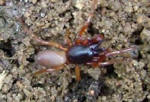 Dysdera sp.