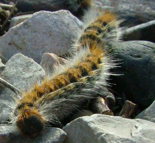 Thaumetopoea pityocampa