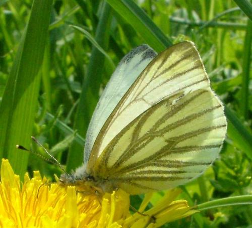 Réf. 1 717 : Pieris napi