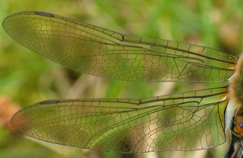 Cordulia aenea